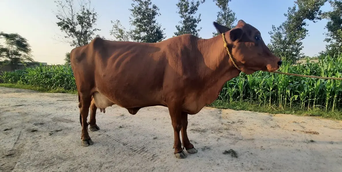 Milking Cows - Tohfey — photo 12