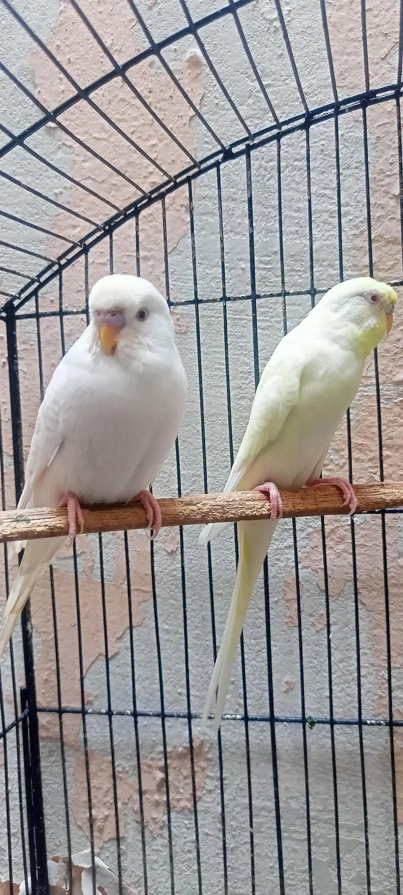 King Size Or Under Exi Budgies (Budgerigar) Australian Parrots (Bajri) — photo 2