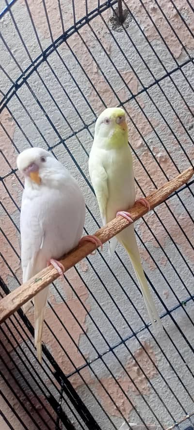 King Size Or Under Exi Budgies (Budgerigar) Australian Parrots (Bajri)
