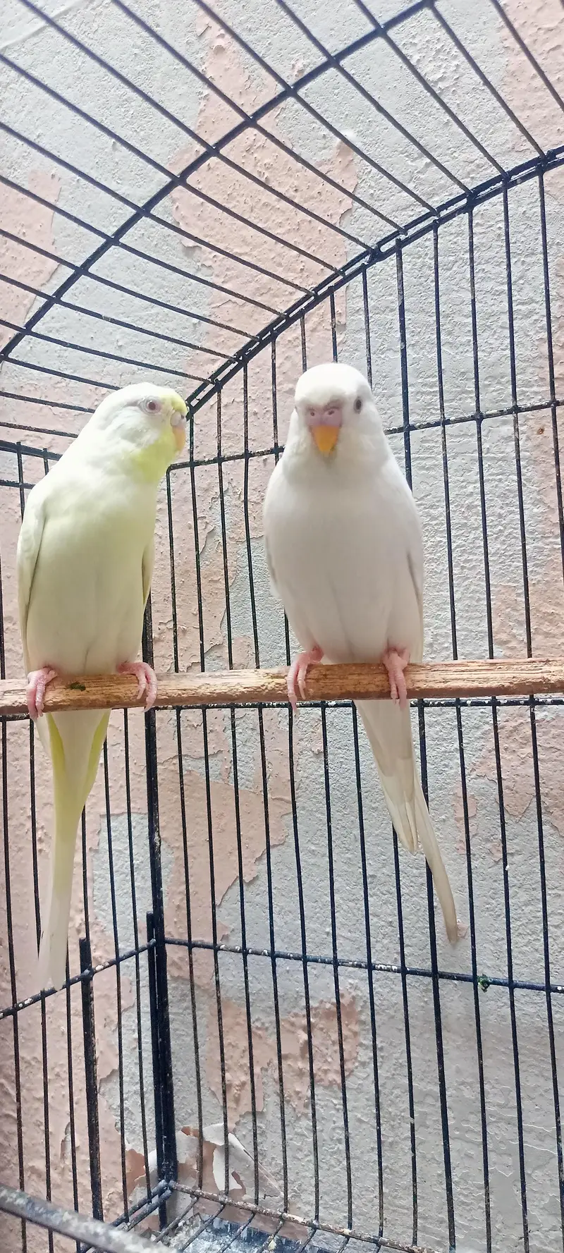 King Size Or Under Exi Budgies (Budgerigar) Australian Parrots (Bajri) — photo 3