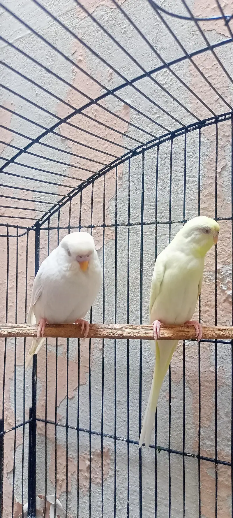 King Size Or Under Exi Budgies (Budgerigar) Australian Parrots (Bajri) — photo 4