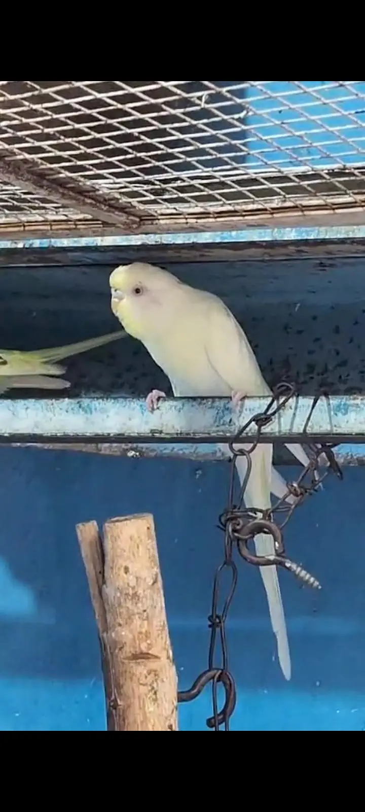 King Size Or Under Exi Budgies (Budgerigar) Australian Parrots (Bajri) — photo 5