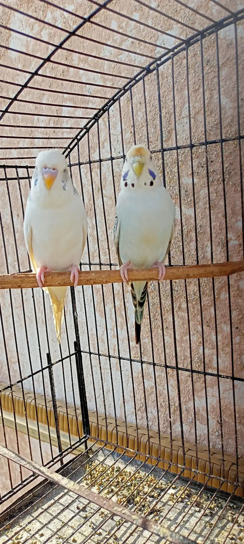 King Size Or Under Exi Budgies (Budgerigar) Australian Parrots (Bajri) — photo 6