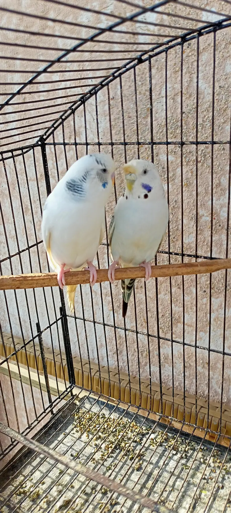 King Size Or Under Exi Budgies (Budgerigar) Australian Parrots (Bajri) — photo 7