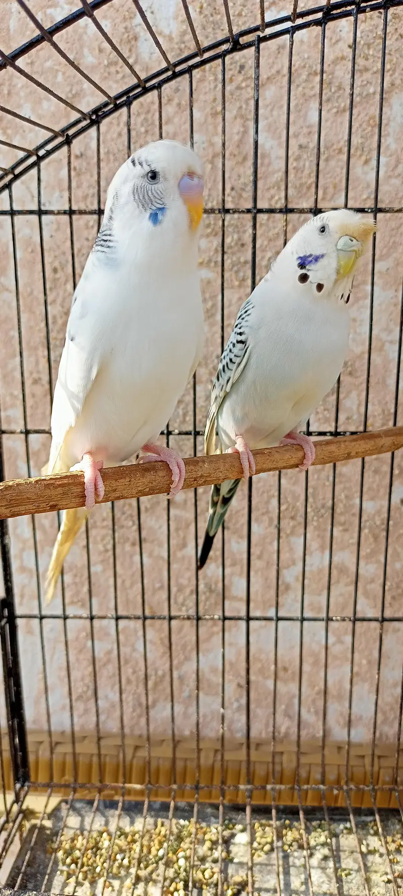 King Size Or Under Exi Budgies (Budgerigar) Australian Parrots (Bajri) — photo 8