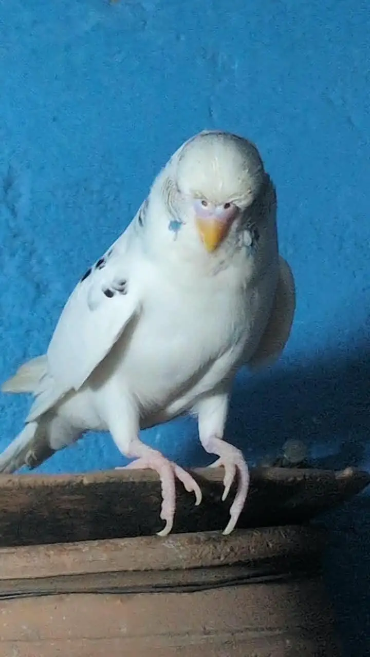 King Size Or Under Exi Budgies (Budgerigar) Australian Parrots (Bajri) — photo 9