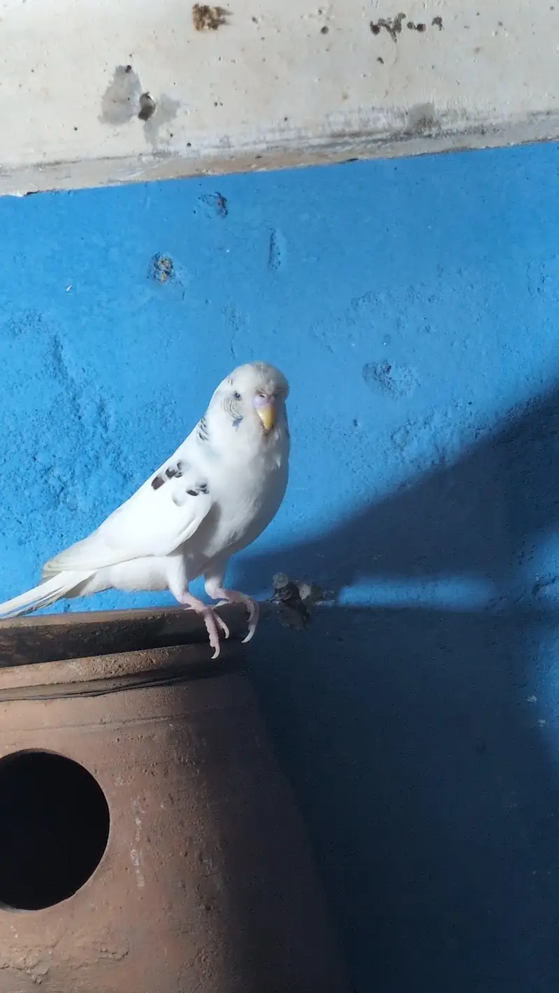 King Size Or Under Exi Budgies (Budgerigar) Australian Parrots (Bajri) — photo 10