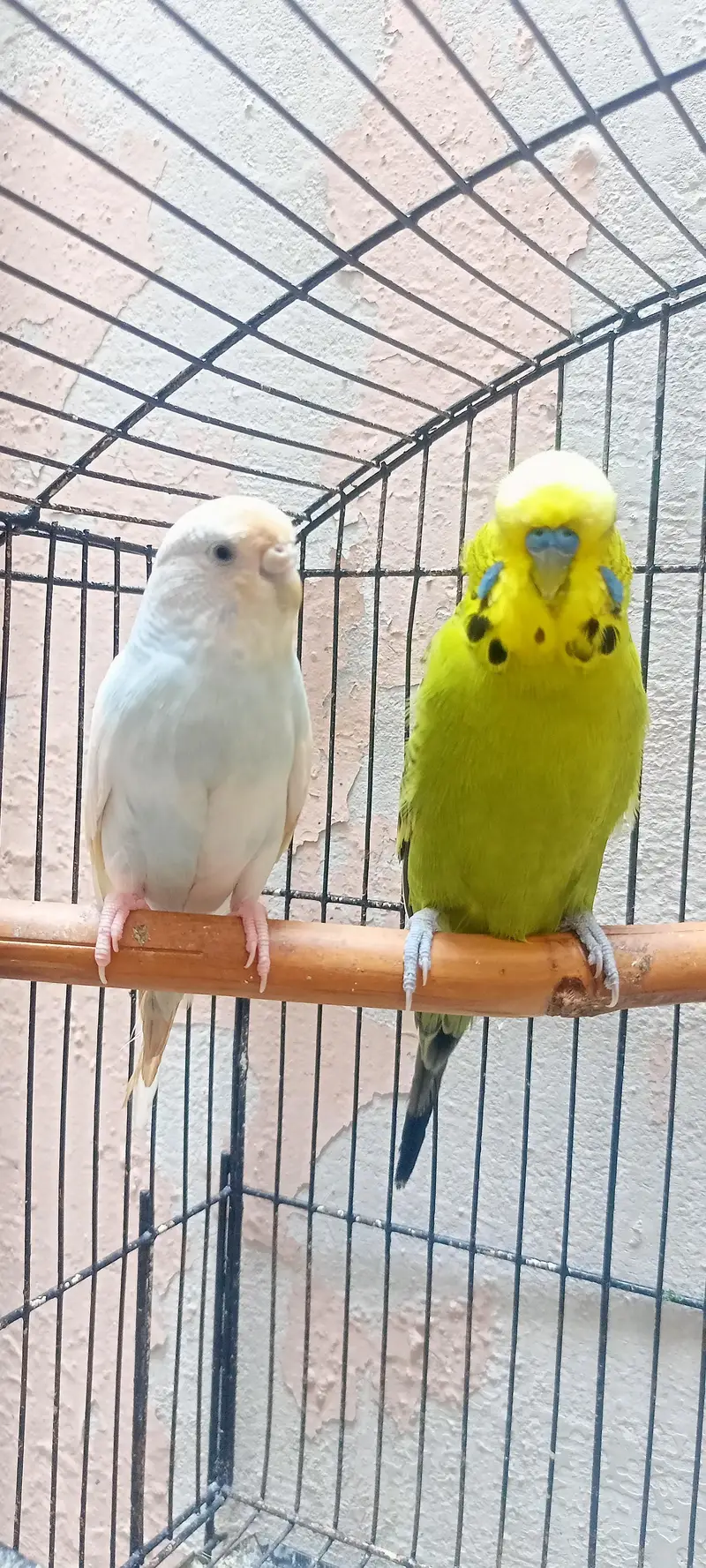 King Size Or Under Exi Budgies (Budgerigar) Australian Parrots (Bajri) — photo 11