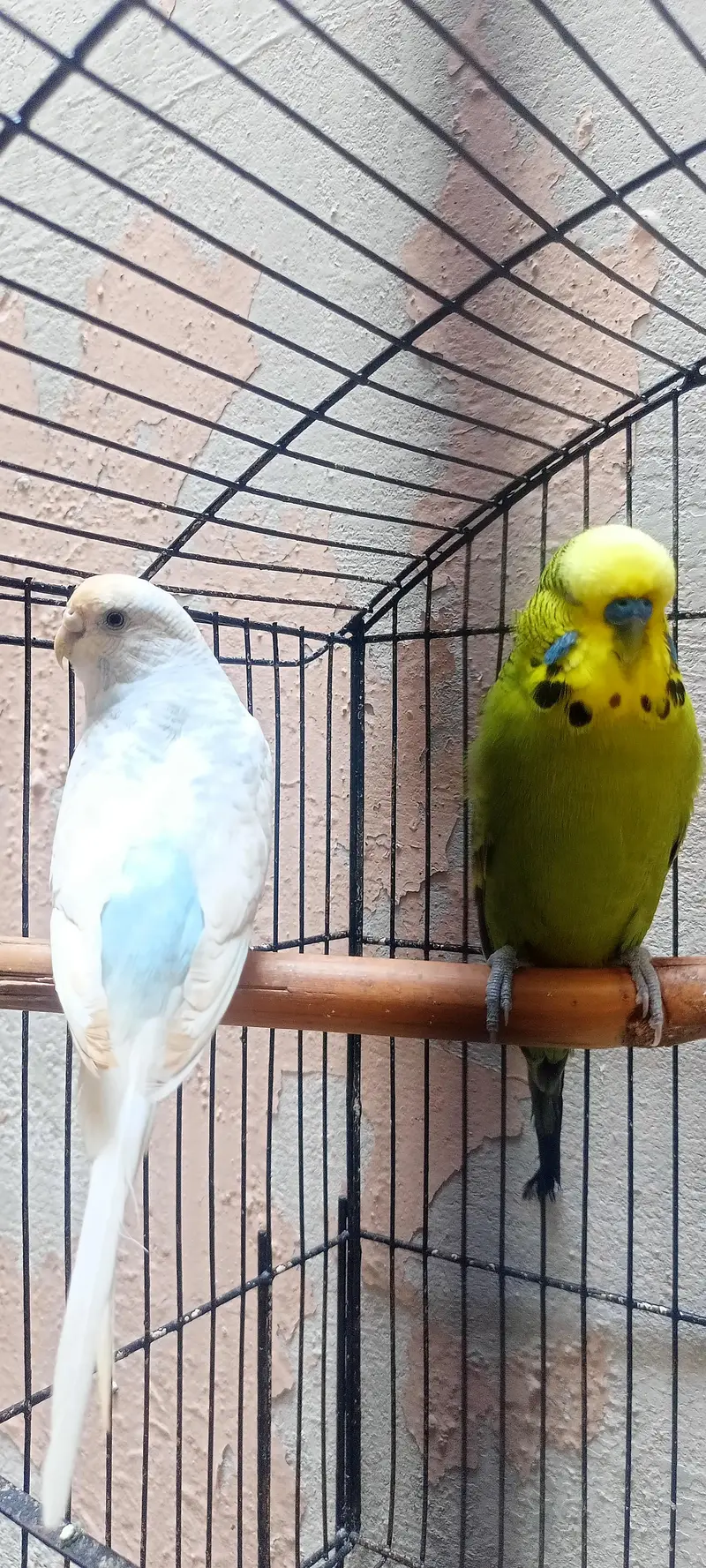 King Size Or Under Exi Budgies (Budgerigar) Australian Parrots (Bajri) — photo 12