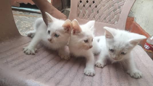 Percian cat