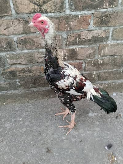 ASEEL PATHA FOR SALE
