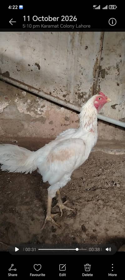 White Aseel Murgha