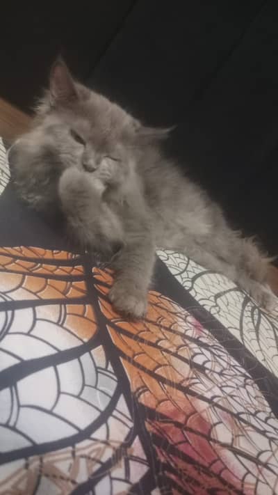 Persian Cat for Sale | Long Coat | Grey Color | Golden Eyes