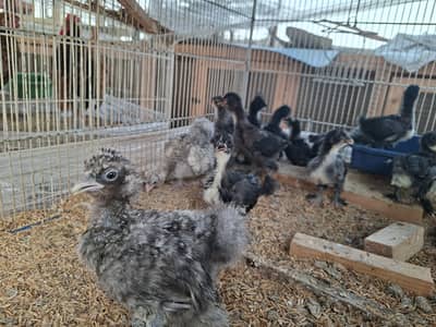 Silkie, Cochin, Bantam, Frizzle chicks for sale in Karachi