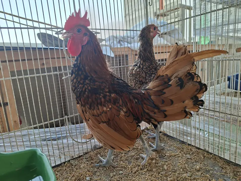 Silkie, Cochin, Bantam, Frizzle chicks for sale in Karachi — photo 2