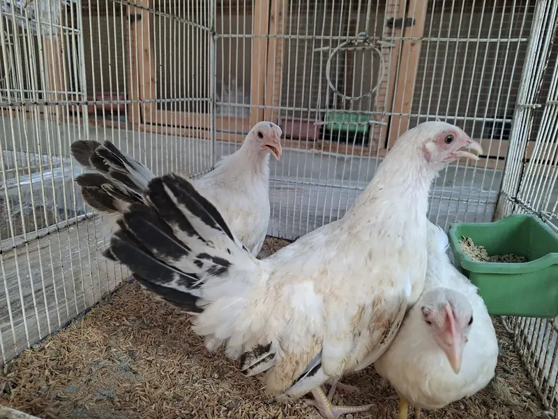 Silkie, Cochin, Bantam, Frizzle chicks for sale in Karachi — photo 3