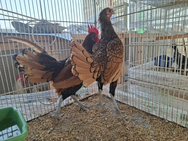 Silkie, Cochin, Bantam, Frizzle chicks for sale in Karachi — photo 4