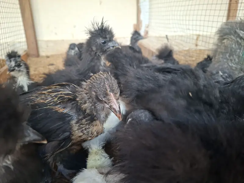 Silkie, Cochin, Bantam, Frizzle chicks for sale in Karachi — photo 5
