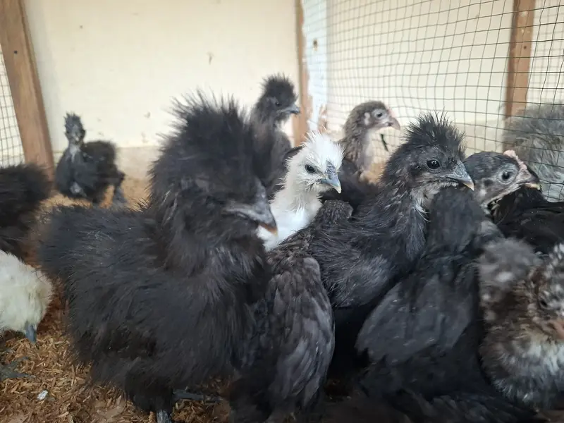 Silkie, Cochin, Bantam, Frizzle chicks for sale in Karachi — photo 6