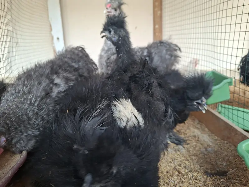 Silkie, Cochin, Bantam, Frizzle chicks for sale in Karachi — photo 7