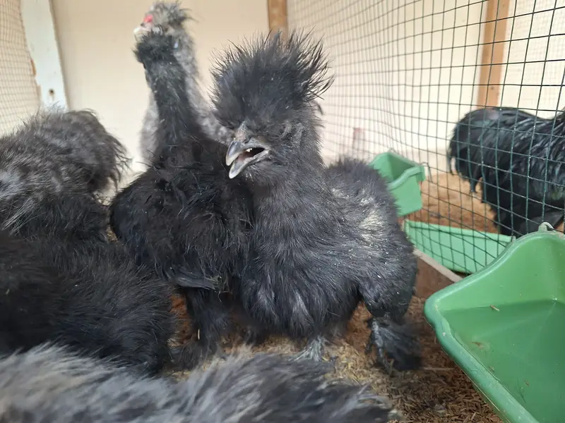 Silkie, Cochin, Bantam, Frizzle chicks for sale in Karachi — photo 8