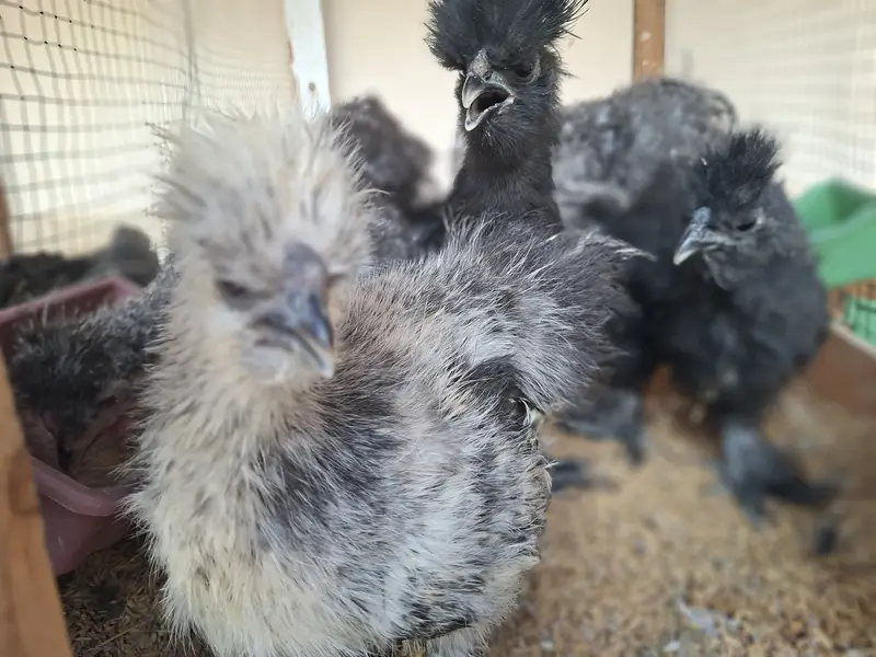 Silkie, Cochin, Bantam, Frizzle chicks for sale in Karachi — photo 9