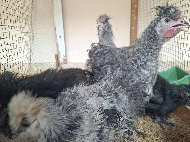 Silkie, Cochin, Bantam, Frizzle chicks for sale in Karachi — photo 10