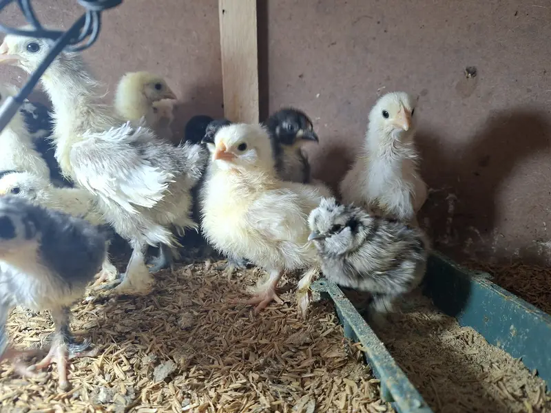 Silkie, Cochin, Bantam, Frizzle chicks for sale in Karachi — photo 11