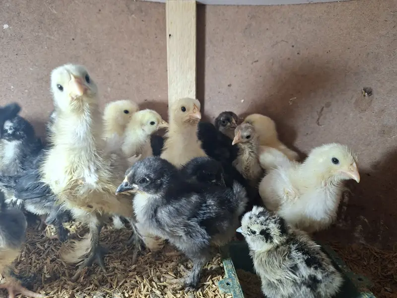 Silkie, Cochin, Bantam, Frizzle chicks for sale in Karachi — photo 12
