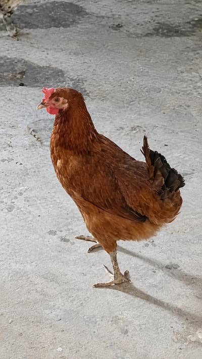 Desi Murgiya