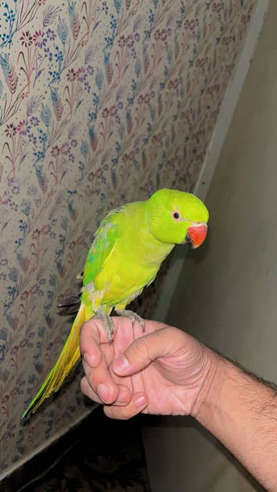 Tamed ringneck pattha 03019588566 only WhatsApp