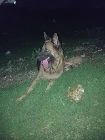 Jarman shepord Dog Long Cote 3 Cote full Aektf Dog