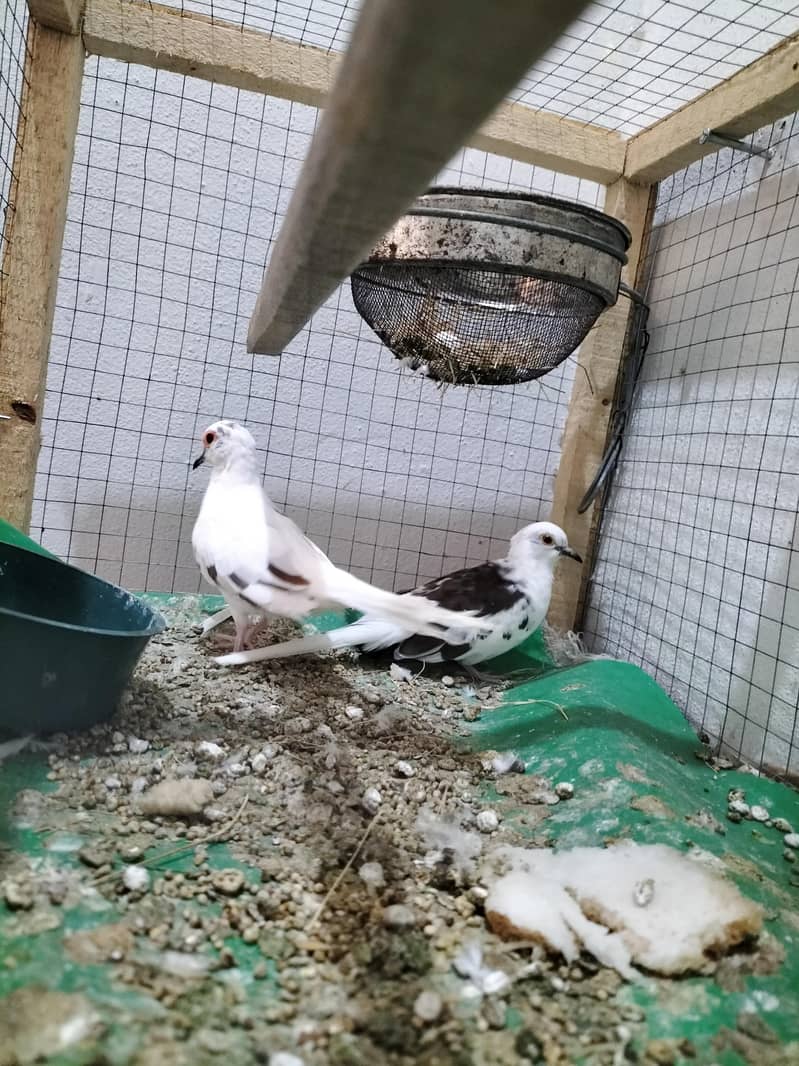 Doves 0