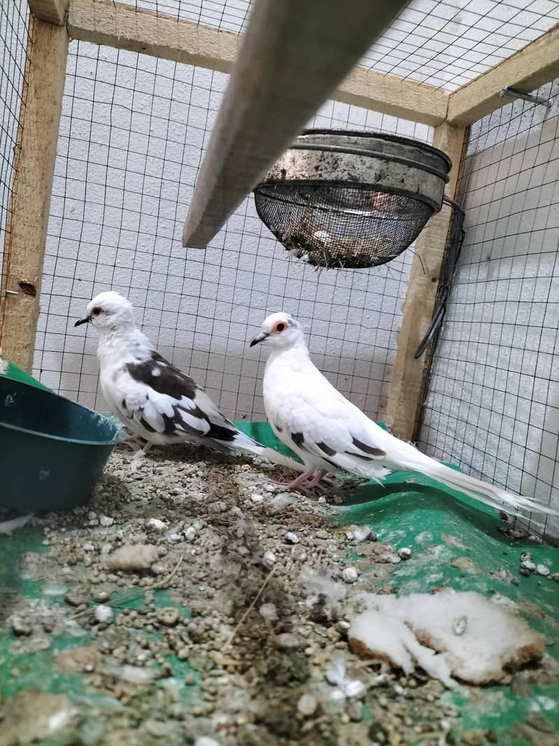 Doves 1