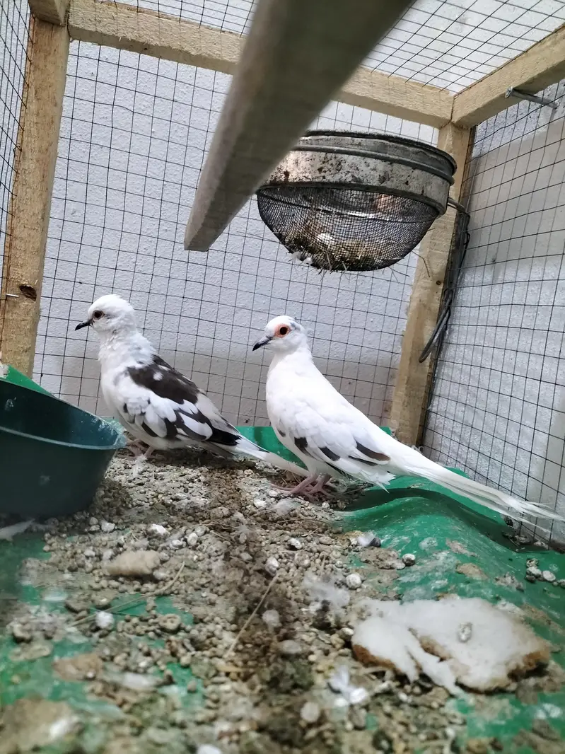 Doves — photo 2