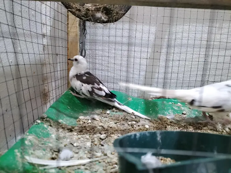 Doves — photo 3
