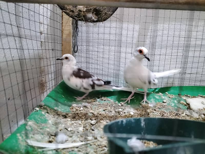 Doves 3
