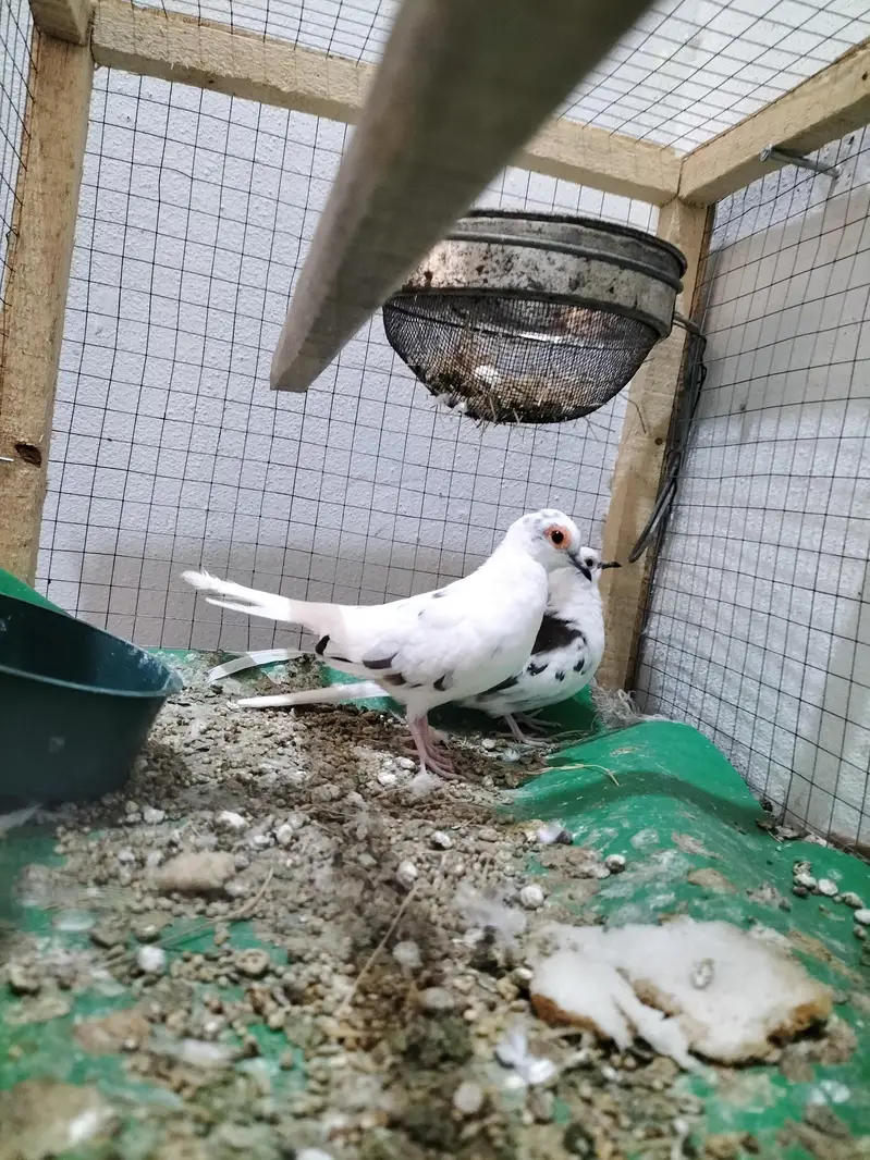 Doves — photo 5