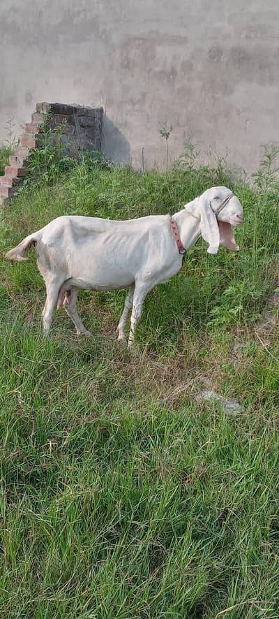 goats