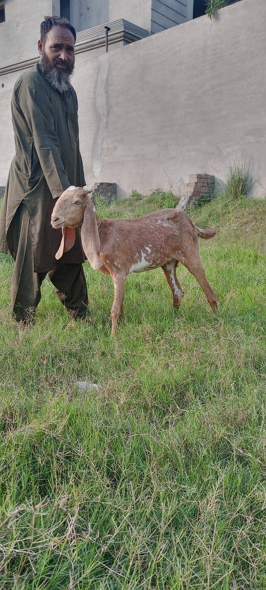 goats 1