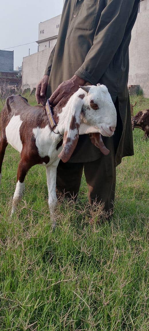 goats 2