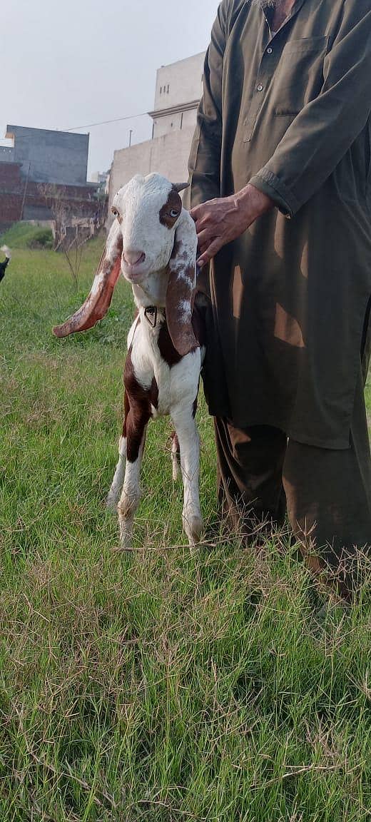 goats 4