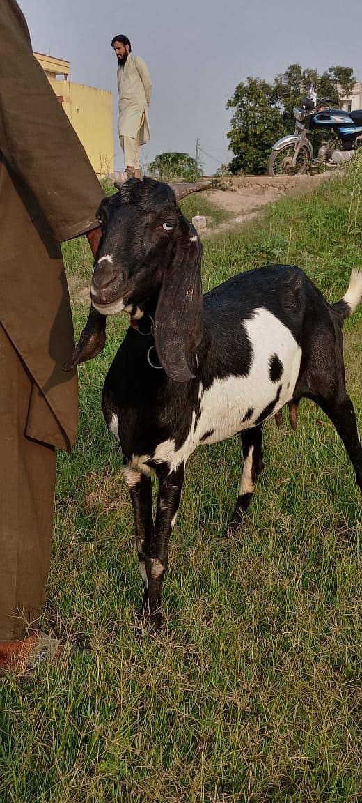 goats 5