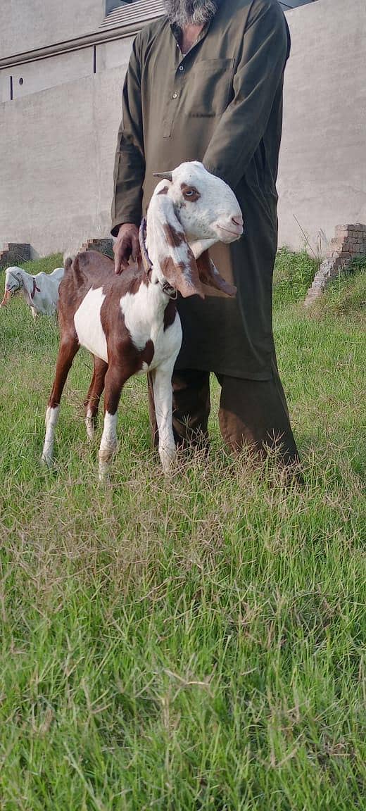 goats 6