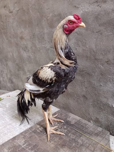 miyawali jora