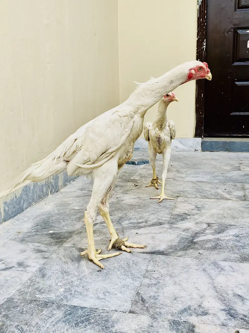 Shamo aseel — photo 3