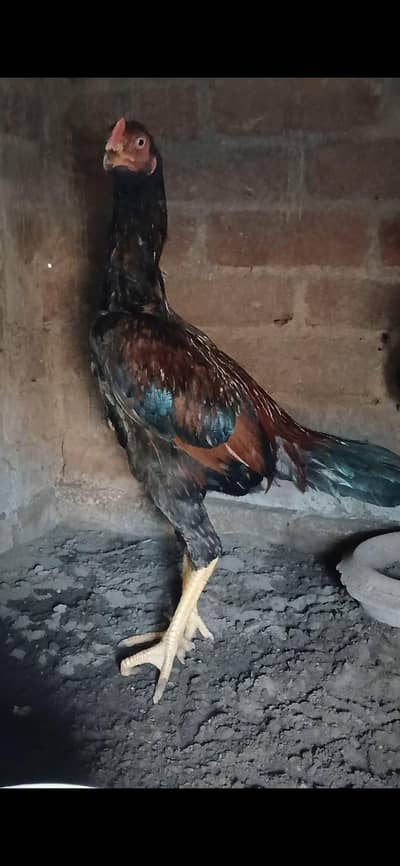 1 male and 2 female mainwali
