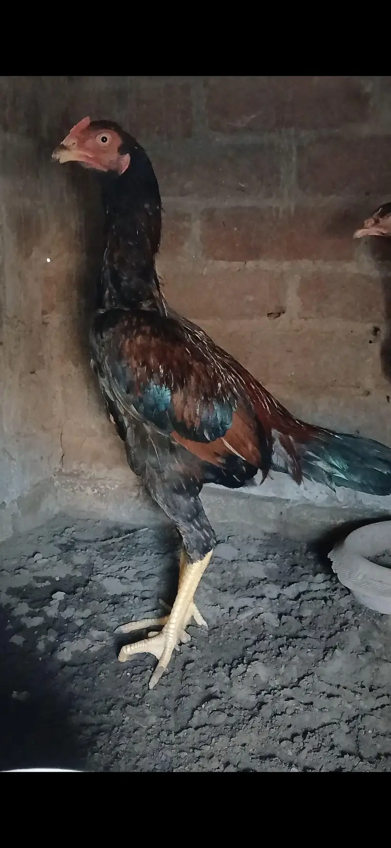 1 male and 2 female mainwali — photo 2
