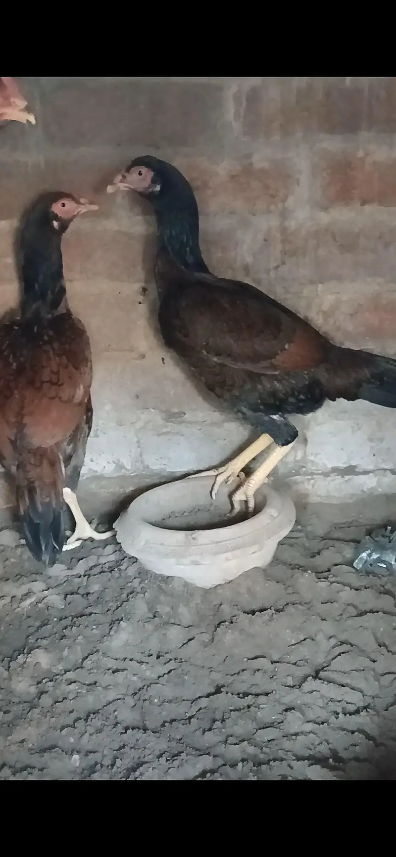 1 male and 2 female mainwali — photo 3