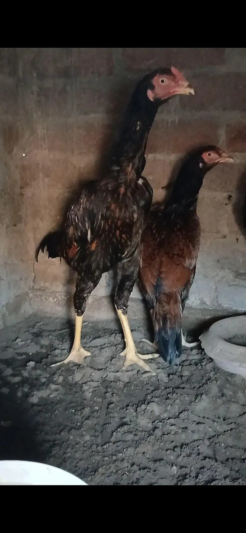 1 male and 2 female mainwali — photo 4